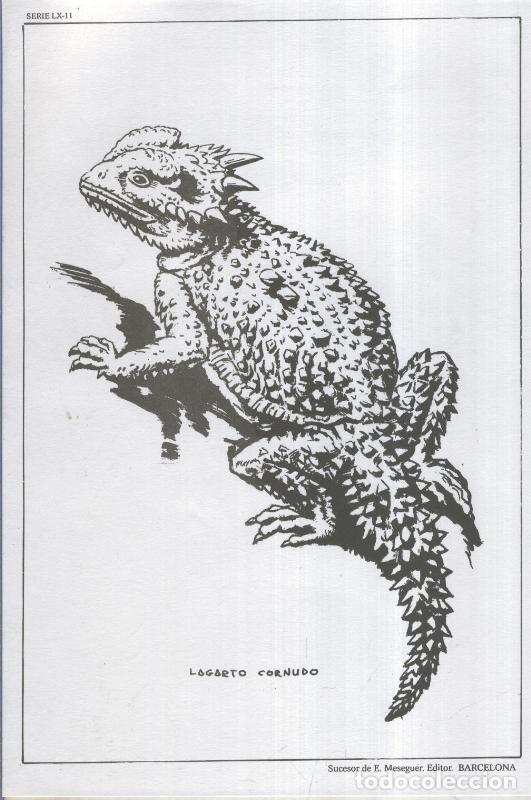 Cartoline: Emilio Freixas serie 60 lamina 11: Lagarto cornudo - Varios