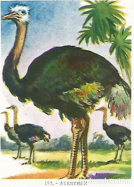 Cartes Postales: CROMO no 152. Avestruz - Varios