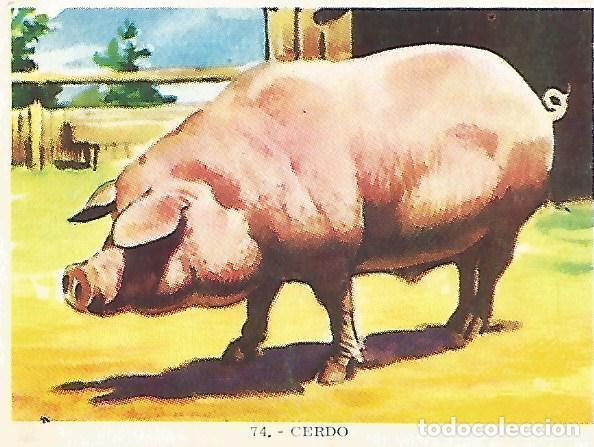 Cartes Postales: CROMO no 74. Cerdo - Varios