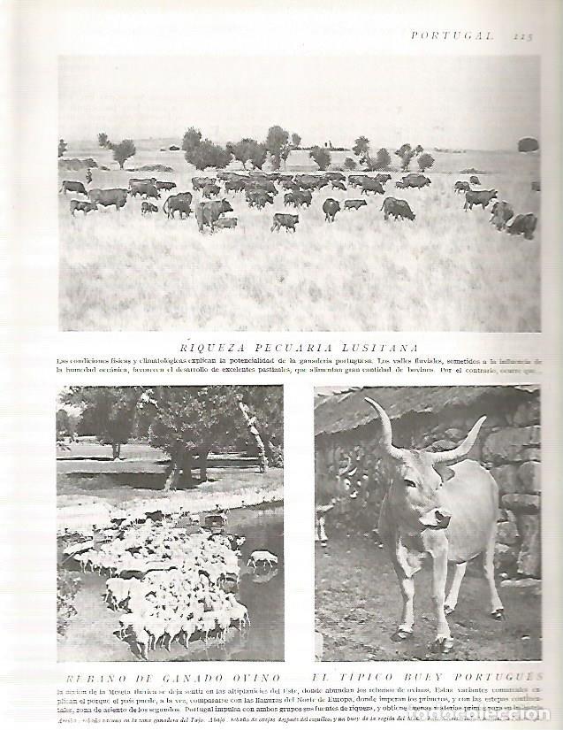 Postales: LAMINA 3093: PORTUGAL.Ganado - Ramon Otero Pedrayo