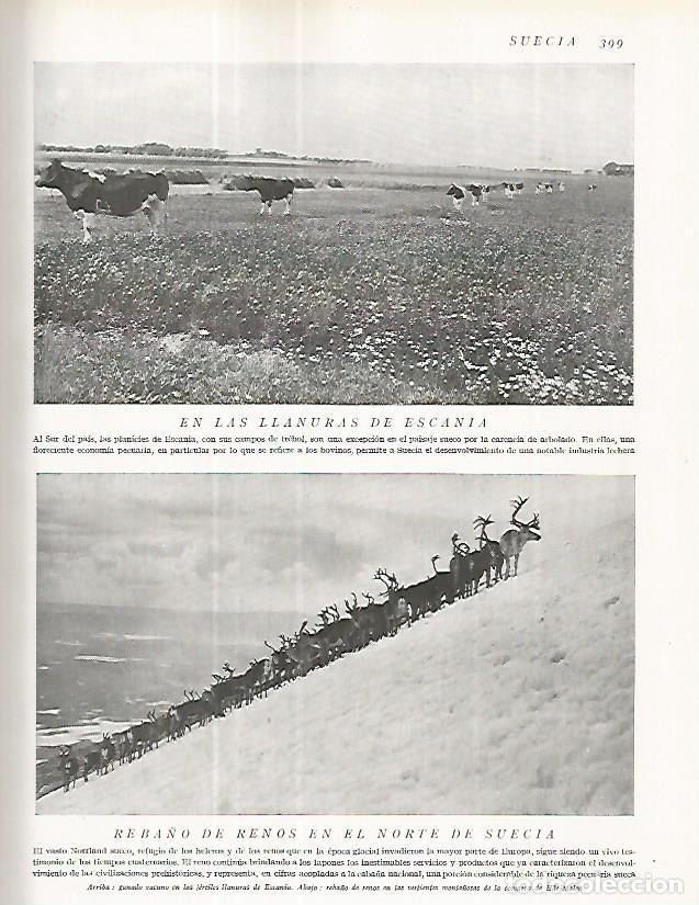 Postkarten: LAMINA 3250: SUECIA. Vacas en Escania. Renos en Harjedalen - Ramon Otero Pedrayo