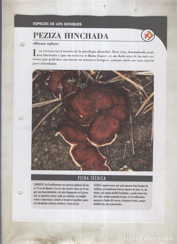 Postales: Bolets ficha 052: Peziza hinchada (Rhizina inflata) - Varios