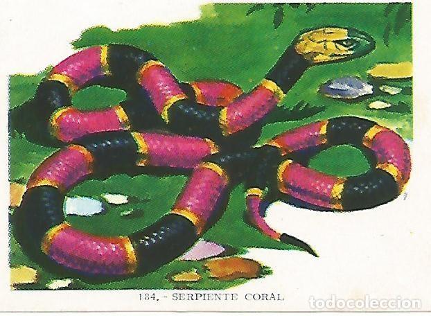 Cartes Postales: CROMO no 184. Serpiente coral - Varios