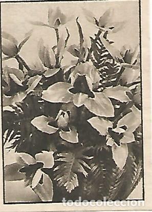 Cartes Postales: CROMO 0026 GALLINA BLANCA 2o ALBUM. Serie 11 Flores. Numero 3 Tulipanes - Varios