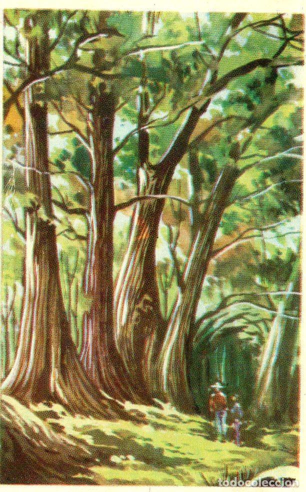 Postales: CROMO Viajando por America del Norte: Numero 242 - Varios