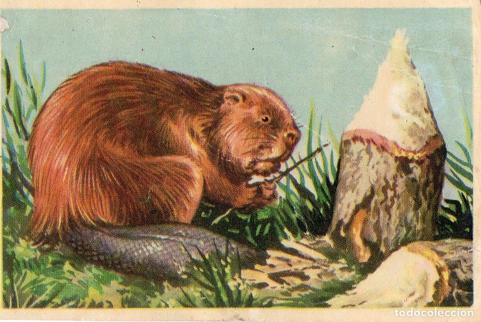 Postales: CROMO Viajando por America del Norte: Numero 18 - Varios