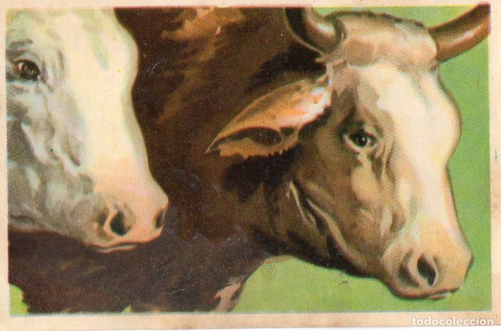 Postales: CROMO Viajando por America del Norte: Numero 52 - Varios