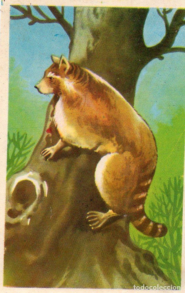 Postales: CROMO Viajando por America del Norte: Numero 110 - Varios