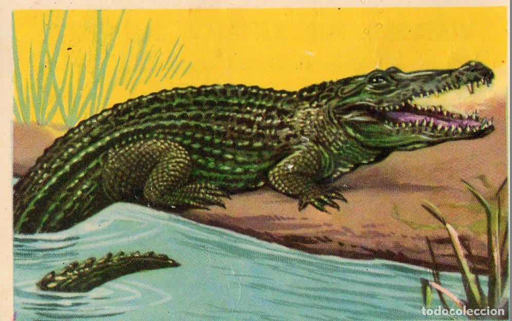 Postales: CROMO Viajando por America del Norte: Numero 232 - Varios