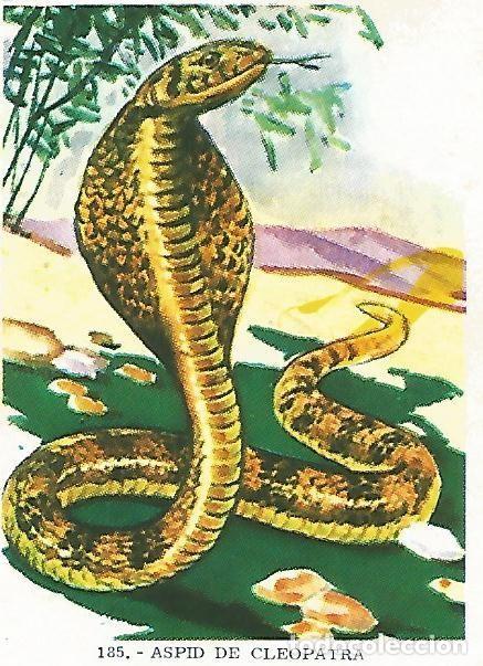 Postales: CROMO no 185. Aspid de Cleopatra - Varios - Foto 1