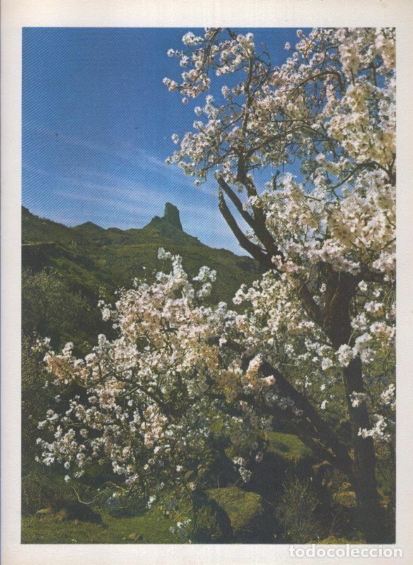 Postales: Gran Canaria: Lamina 26: Almendros frente al Roque Bentaiga - Varios