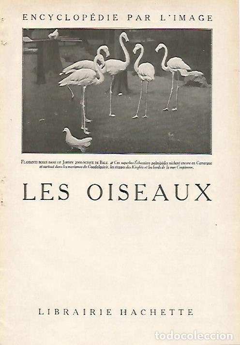 Postkarten: LAMINA 4050: FLAMENCOS EN EL ZOO DE BALE (FRANCIA) - Varios