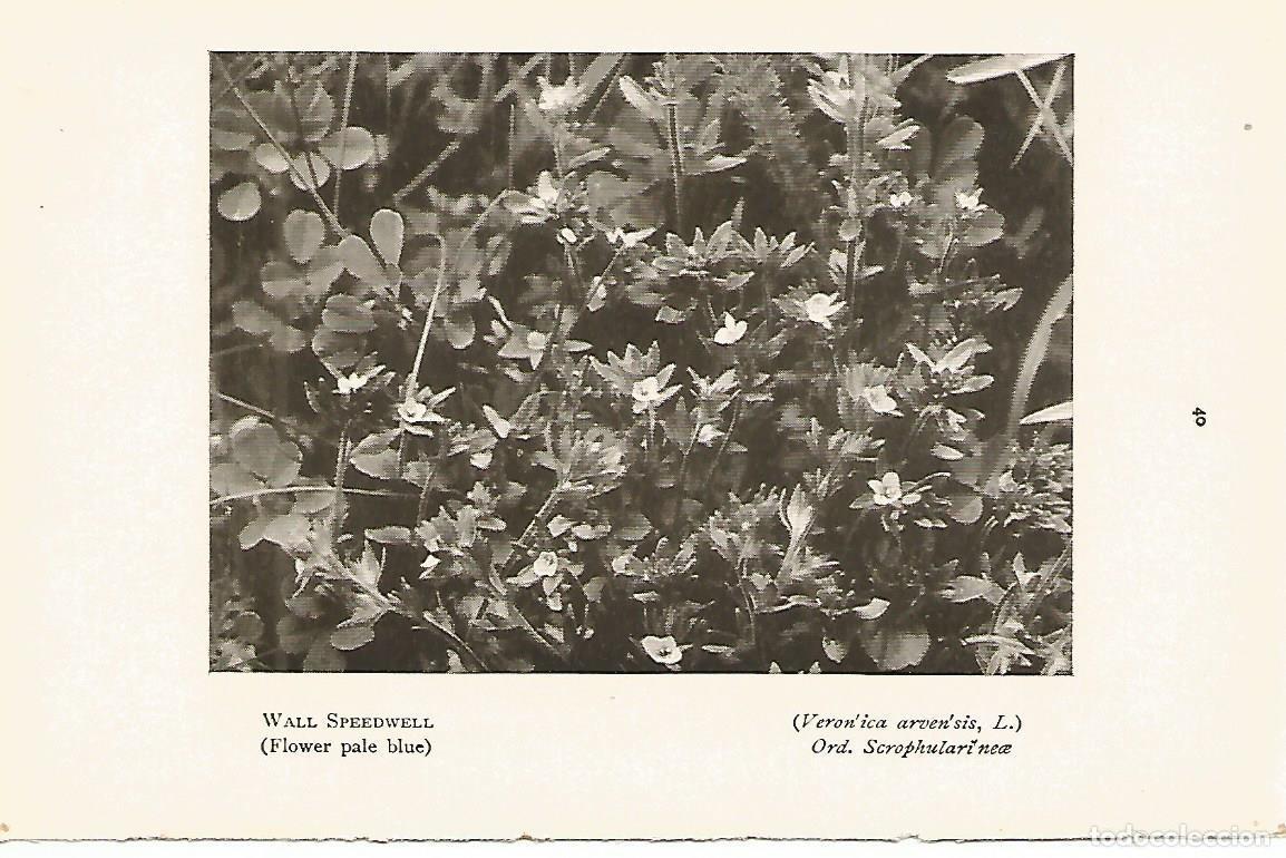 Postkarten: Lamina 976: Veronica - Varios