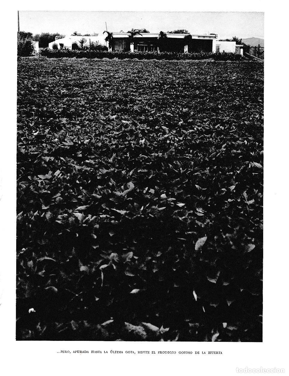 Cartoline: LAMINA 5978: La huerta - Joan Fuster