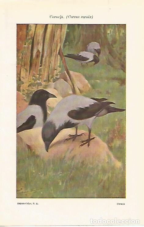 Postales: LAMINA ESPASA 14986: Corneja o Corvus cornix - Varios