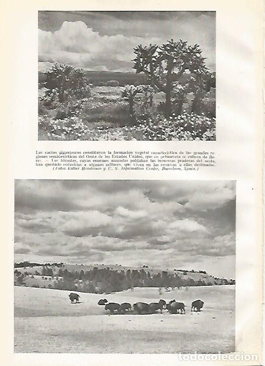 Cartes Postales: LAMINA GEOGRAFIA 0201: Cactos de los desiertos y bisontes de Estados Unidos - Ricardo Beltran y Vice