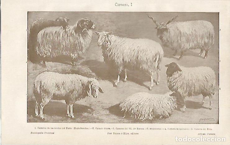 Postkarten: LAMINA ESPASA 4346: Carneros - Varios Autores