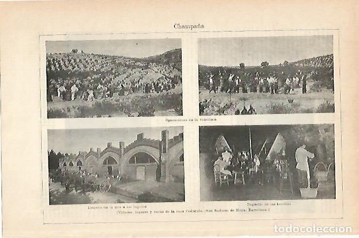 Postales: LAMINA ESPASA 14430: Vi&ntilde;edos y bodegas Codorniu - Varios