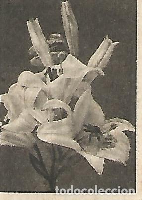 Postcards: CROMO GALLINA BLANCA - 2o Album. Serie 11 Flores. No 4 - Varios