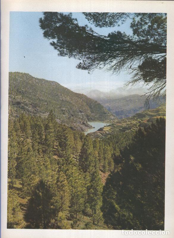 Postais: Gran Canaria: Lamina 31: Pinos en el Tamadaba - Varios