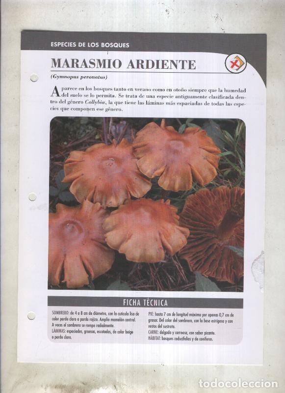 Postcards: Bolets ficha 064: Marasmio ardiente (Gymnopus peronatus) - Varios
