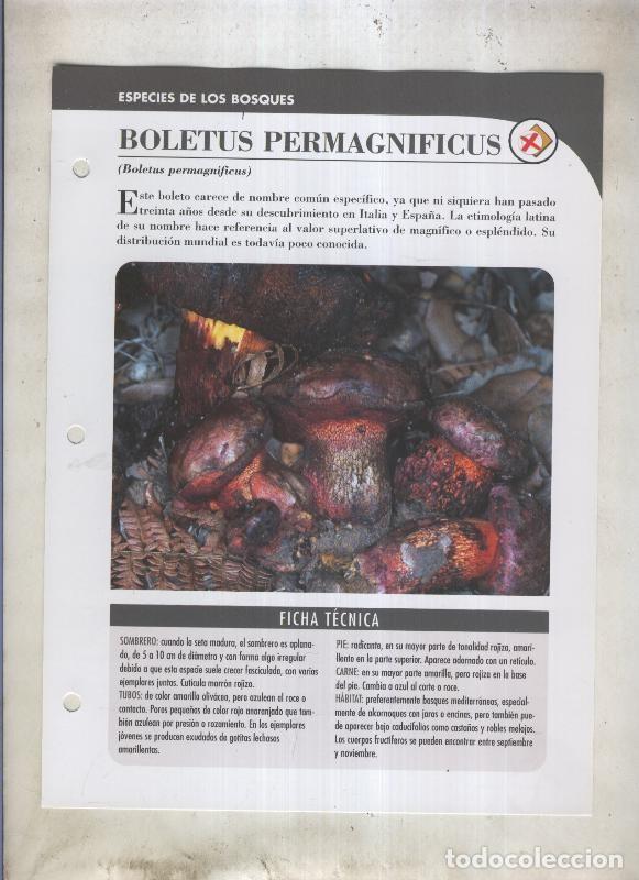 Cartes Postales: Bolets ficha 051: Boletus Permagnificus (Boletus permagnificus) - Varios