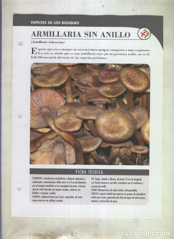 Postcards: Bolets ficha 080: Armillaria sin anillo (armillaria tabescens) - Varios