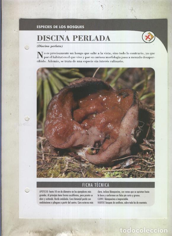 Postcards: Bolets ficha 078: Discina perlada (Discina perlata) - Varios