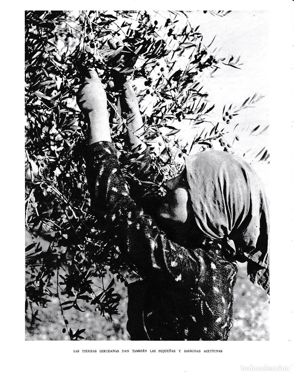 Postkarten: LAMINA 6476: Las aceitunas de las tierras leridanas - Jose Pla