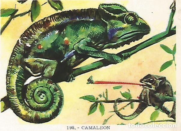 Cartoline: CROMO no 198. Camaleon - Varios