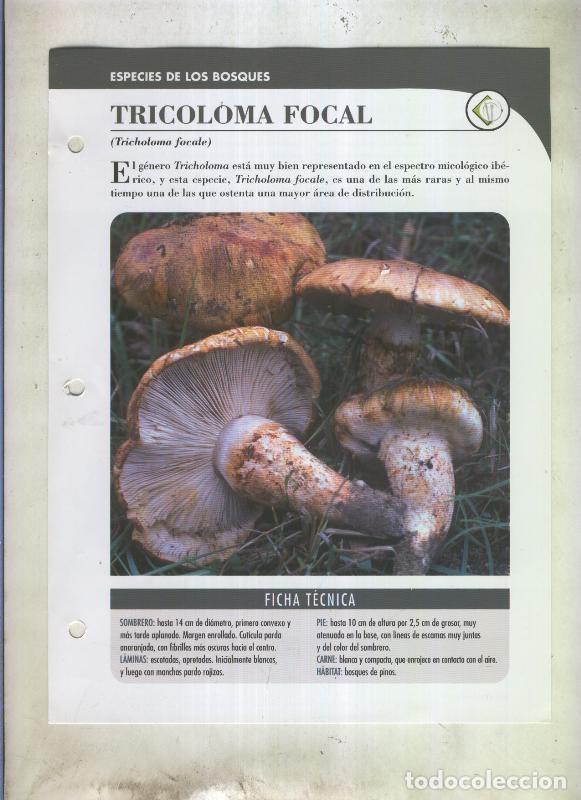 Cartoline: Bolets ficha 103: Tricoloma focal (Tricholoma focale) - Varios
