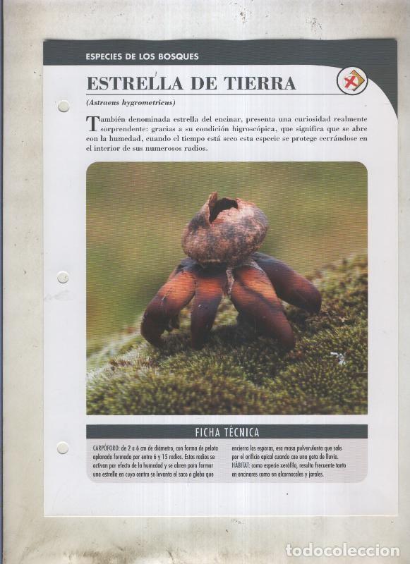 Cartoline: Bolets ficha 040: Estrella de tierra (Astraeus hygrometricus) - Varios