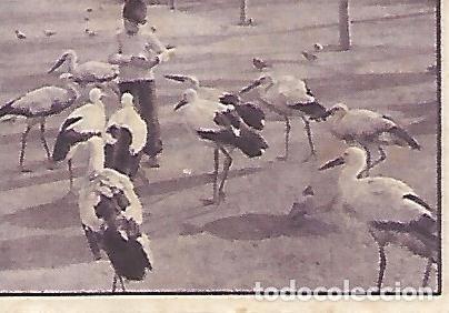 Postkarten: CROMO GALLINA BLANCA - 2o Album. Serie 95 Parque Zoologico. No 10 - Varios