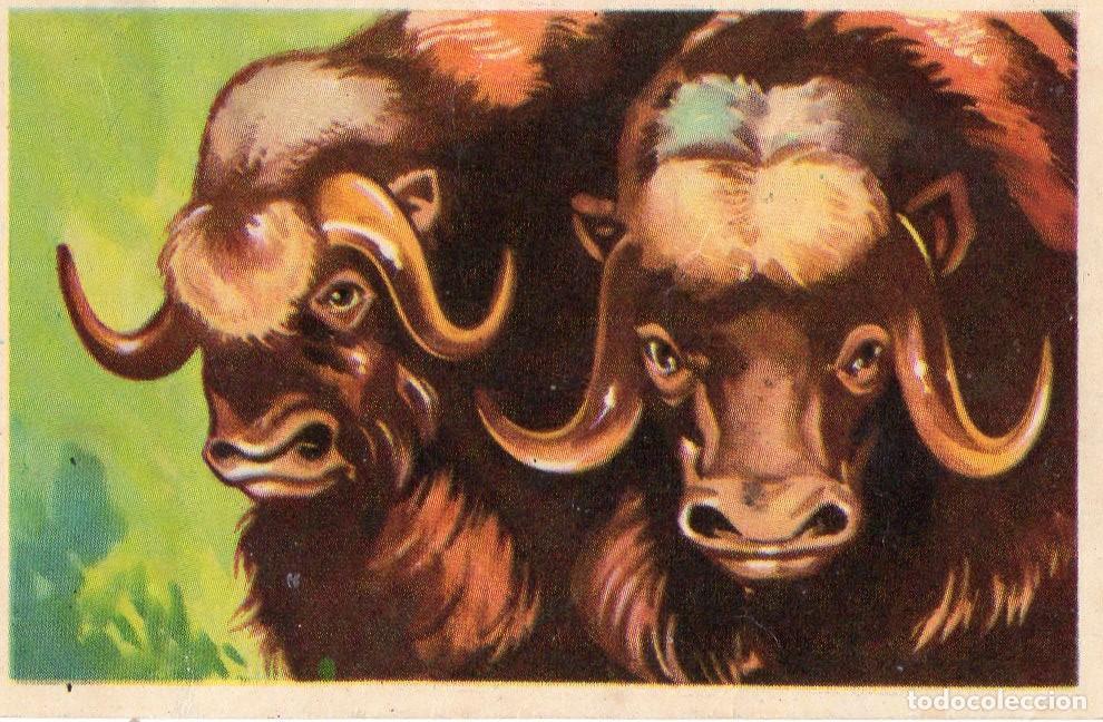 Postales: CROMO Viajando por America del Norte: Numero 16 - Varios