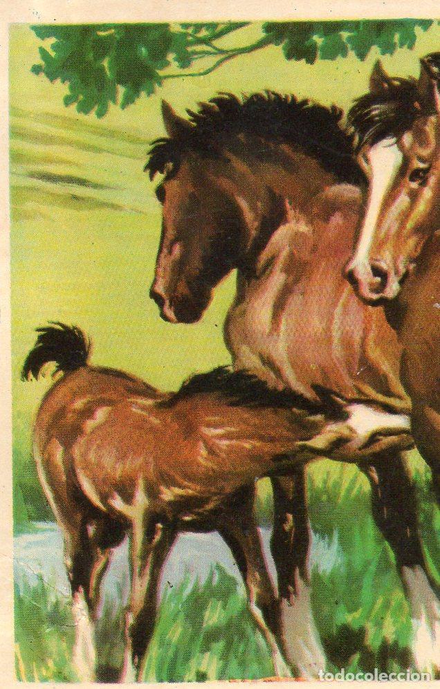 Postales: CROMO Viajando por America del Norte: Numero 56 - Varios