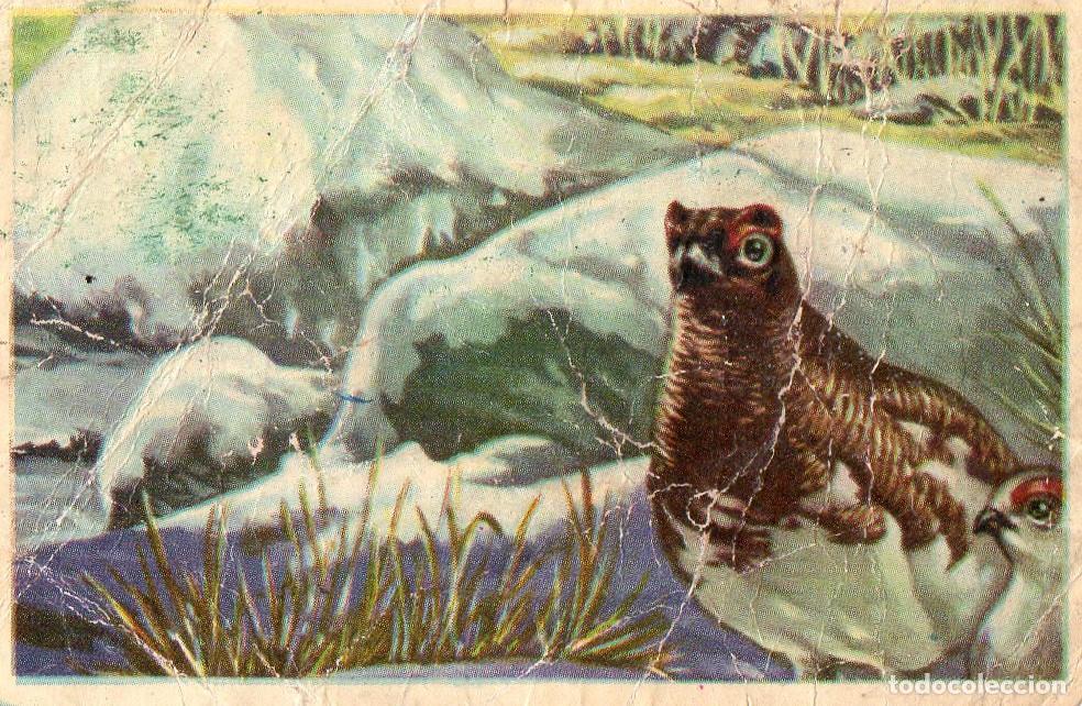 Postales: CROMO Viajando por America del Norte: Numero 13 - Varios