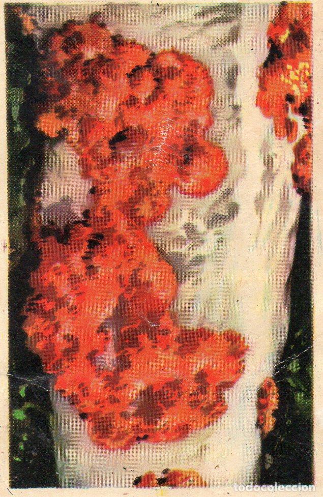 Postales: CROMO Viajando por America del Norte: Numero 20 - Varios