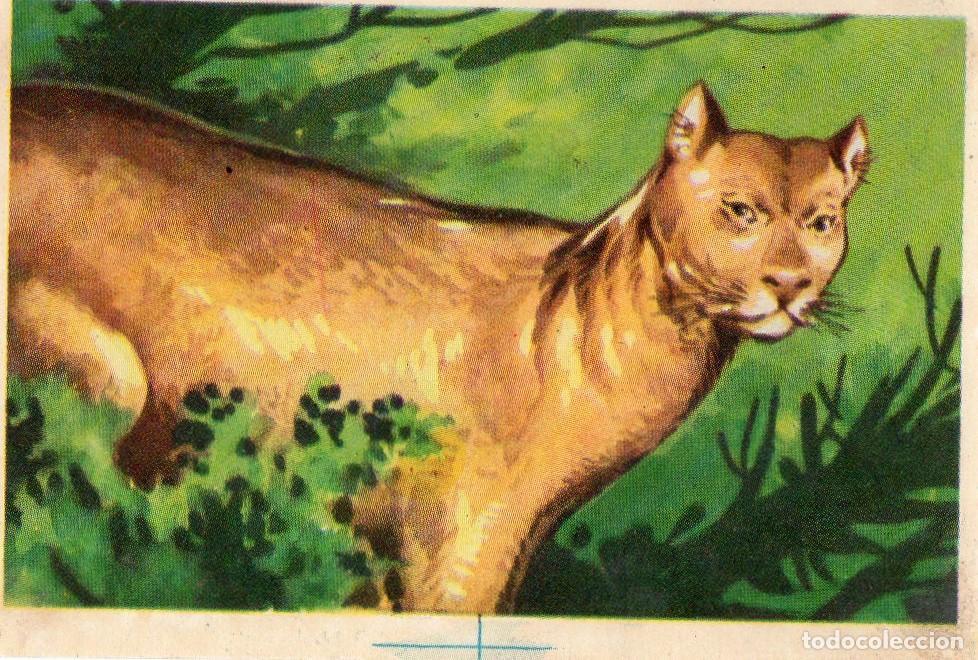 Postales: CROMO Viajando por America del Norte: Numero 99 - Varios