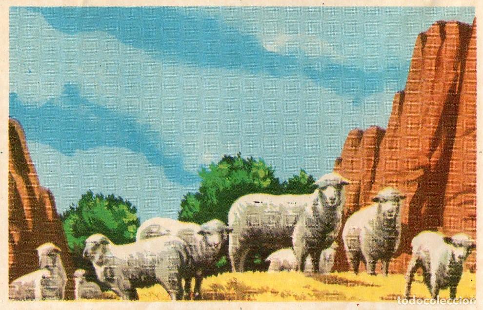 Postales: CROMO Viajando por America del Norte: Numero 53 - Varios