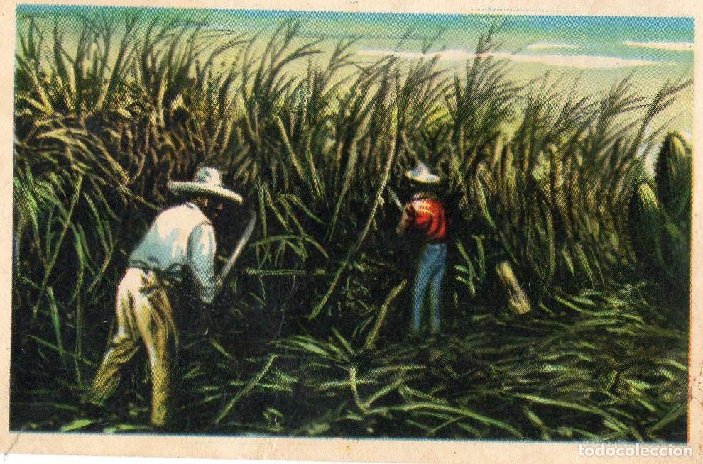 Postales: CROMO Viajando por America del Norte: Numero 249 - Varios