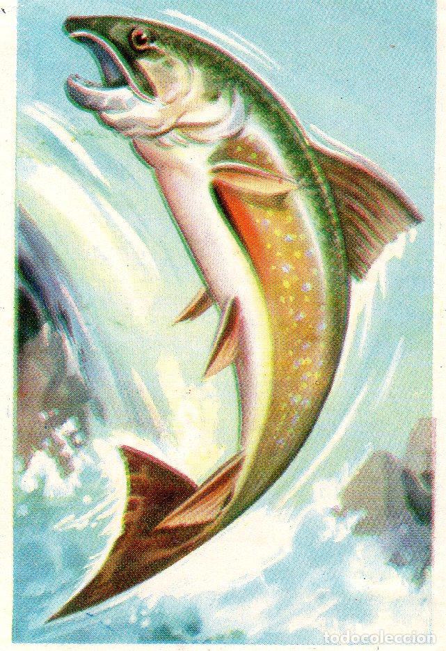 Postales: CROMO Viajando por America del Norte: Numero 102 - Varios