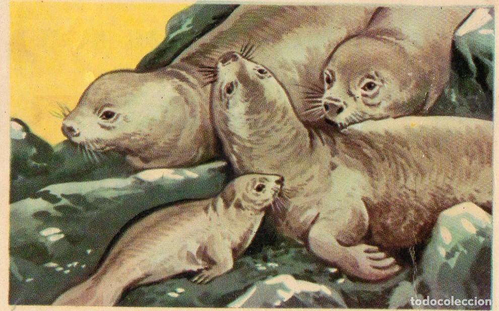 Postales: CROMO Viajando por America del Norte: Numero 193 - Varios