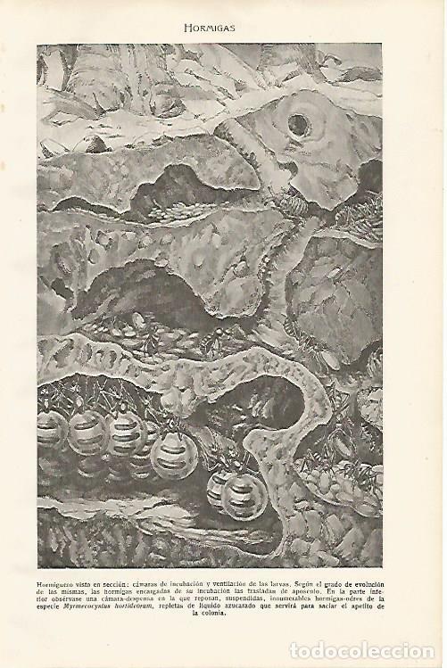 Postales: LAMINA SALVAT 80197: Hormigas - Varios