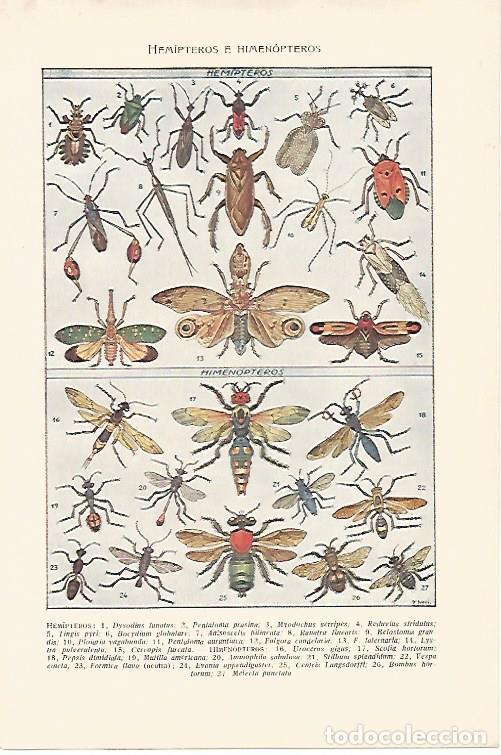 Postales: LAMINA SALVAT 80161: Hemipteros - Varios