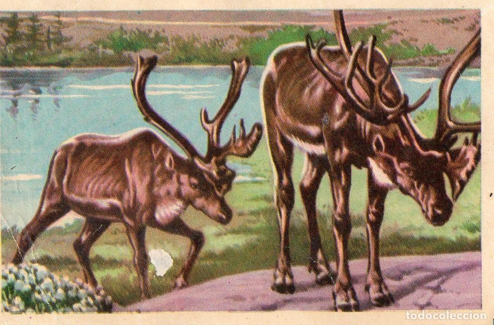 Postales: CROMO Viajando por America del Norte: Numero 1240 - Varios