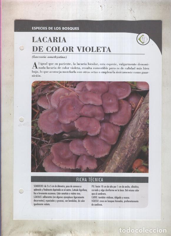 Postkarten: Bolets ficha 012: Lacaria de color violeta (Laccaria amethystina) - Varios