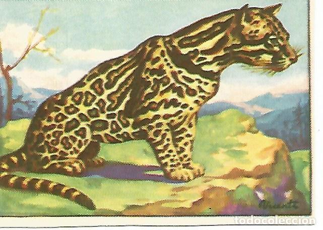 Postkarten: CROMO HISTORIA NATURAL -Album II. no 442. Ocelote - Varios