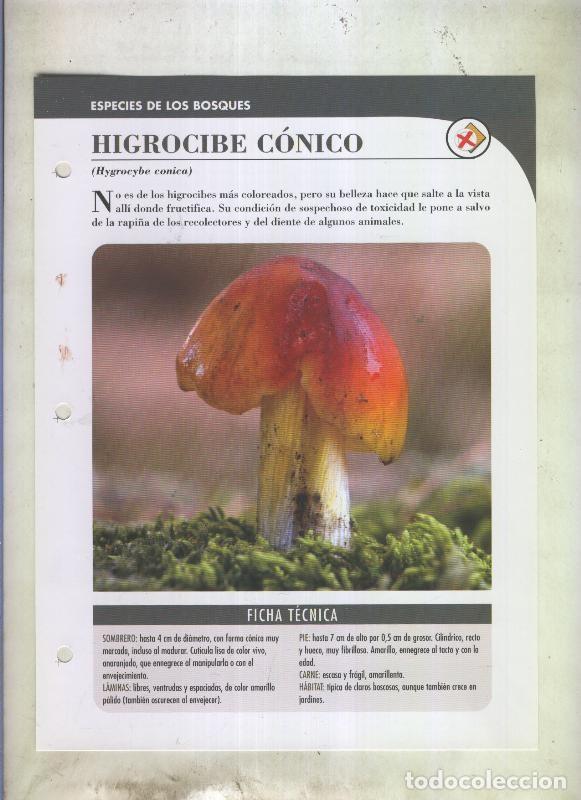 Cartes Postales: Bolets ficha 069: Higrocibe conico (Hygrocybe conica) - Varios