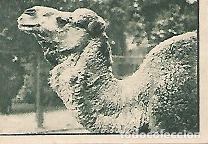 Postcards: CROMO 00221 GALLINA BLANCA 2o ALBUM. Serie 94 Parque zoologico de Barcelona. Numero 2 Dromedario - V