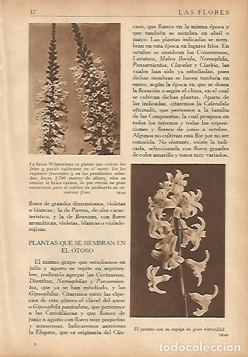 Cartoline: LAMINA 5476: La Erica Wilmoriana y jacinto - Nicasio Olivan